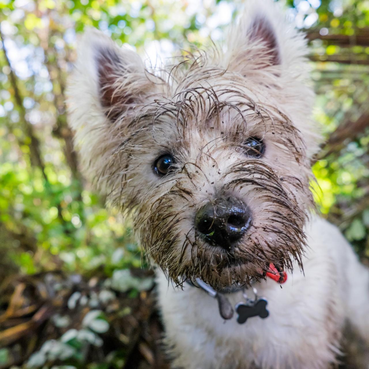 How to Stop a Dog from Digging