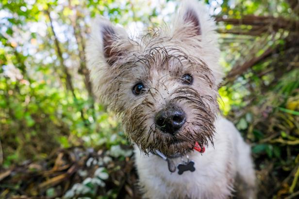 Dirty west highland terrier westie dog with muddy face outdoors in nature - portrait of head with shallow depth of field