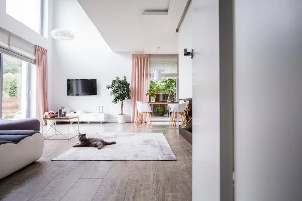 Grey cat on carpet in spacious living room interior with plant, television and chairs at table. Real photo