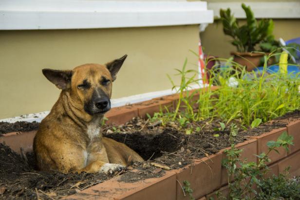 Mongrel dog thai brown color mouth black and blacken dig a hole to sleep in damaged vegetable plots soil litter fall apart to avoid hot weather by instinct.