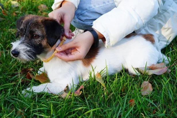 How to Identify and Remove Ticks From Dogs | HGTV