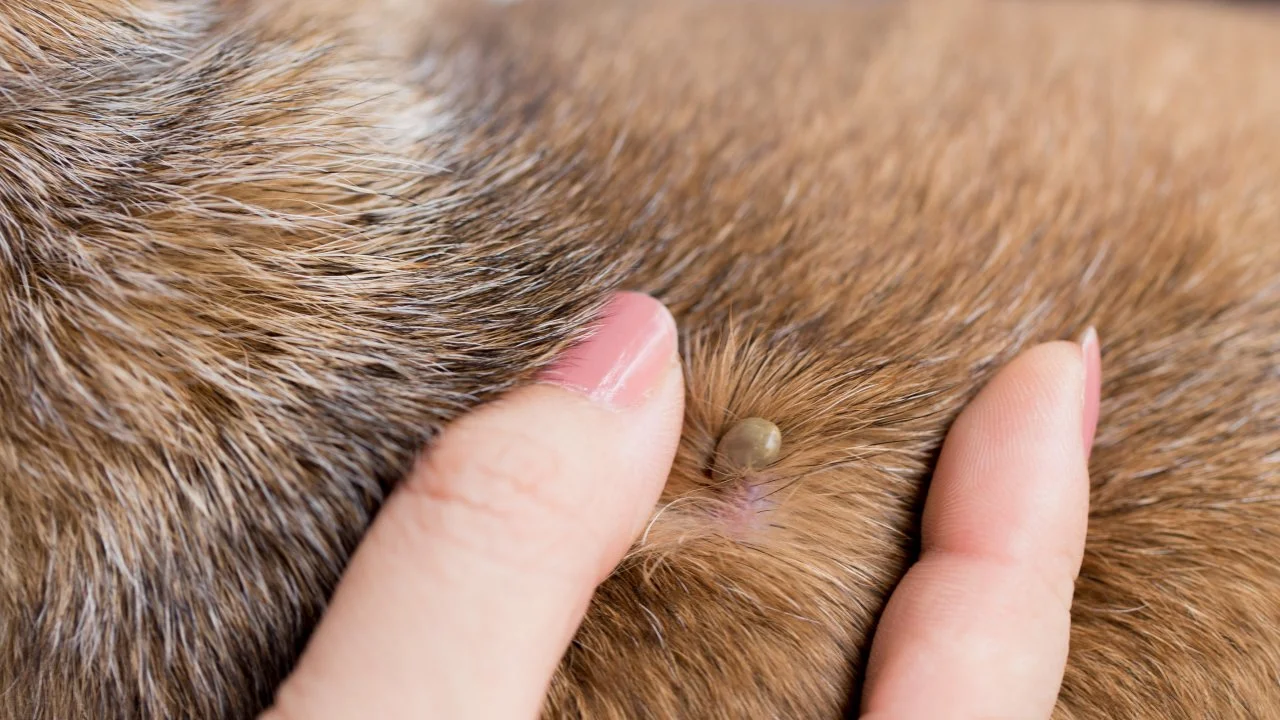 How to Identify and Remove Ticks From Dogs HGTV