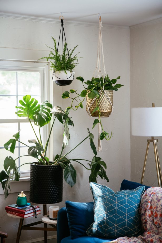 plants hanging from ceiling