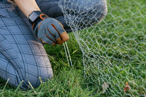 Chicken Wire is Staked to the Ground