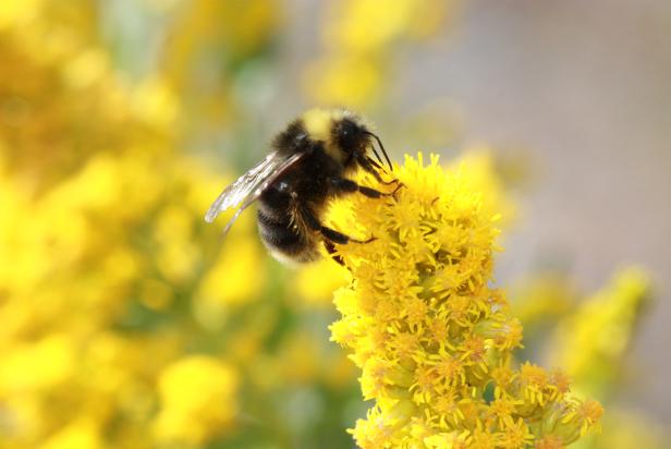 Western bumblebee on yellow flower
