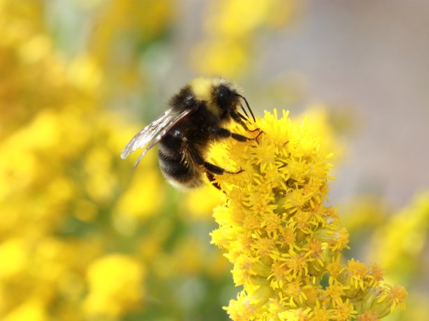 How to Identify Different Types of Bees in Your Garden | HGTV