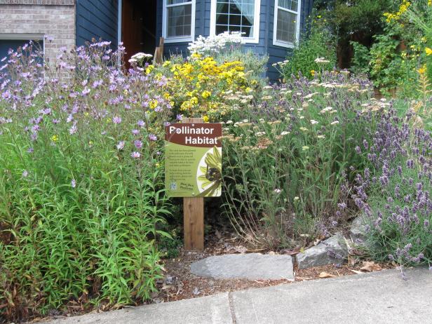 A front yard garden supports pollinators and other invertebrates.