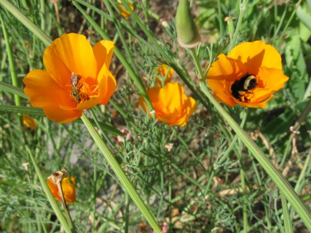 Sweat bee and bumblebee on California poppy