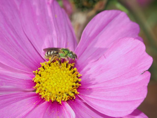 A Western sweat bee (Agapostemon) visits a pink cosmos bloom.
