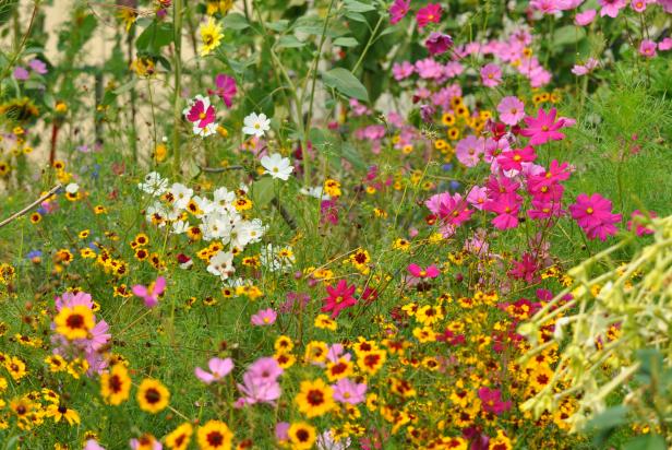 A diverse mix of flowers, including flowers of native plants, encourages and supports bees and other pollinators.