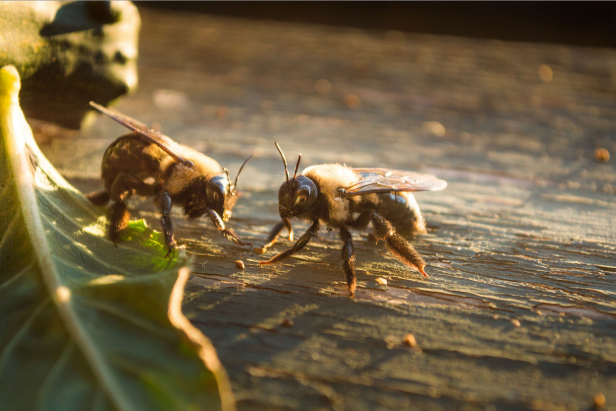 Carpenter bees drilling holes into wood surfaces to build their nests.