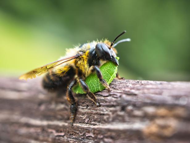 Leaf-cutter bee holding a green leaf