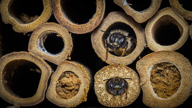 Mason bees nest in the hollow areas of branches, reeds and plant stems.