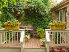The deck leading from your home to your backyard doesn't have to be bare and boring. If you can't use the space because it's too sunny or you dislike it because it's too plain, install a trellis and let a fast-growing perennial like a trumpet vine (Campsis radicans) grow into a living screen. This vine can be invasive, so grow it in a large container and deadhead often, so it won't drop seeds and self-sow. Don't put it too close to your house or other structure, and prune often so the roots don't get under your shingles or foundation and cause damage. Other vines to try: Black-eyed Susan (Thunbergia alata) or scarlet runner bean (Phaseolus coccineus) for sun and California pipevine (Aristolochia californica) for shade.