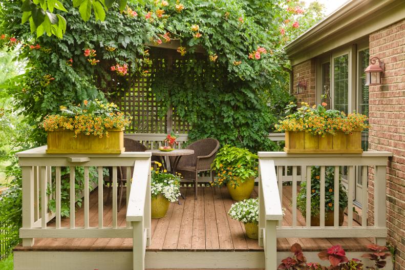 The deck leading from your home to your backyard doesn't have to be bare and boring. If you can't use the space because it's too sunny or you dislike it because it's too plain, install a trellis and let a fast-growing perennial like a trumpet vine (Campsis radicans) grow into a living screen. This vine can be invasive, so grow it in a large container and deadhead often, so it won't drop seeds and self-sow. Don't put it too close to your house or other structure, and prune often so the roots don't get under your shingles or foundation and cause damage. Other vines to try: Black-eyed Susan (Thunbergia alata) or scarlet runner bean (Phaseolus coccineus) for sun and California pipevine (Aristolochia californica) for shade.