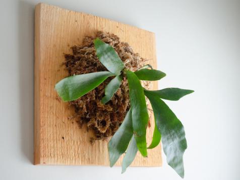 Growing and Caring for Staghorn Fern