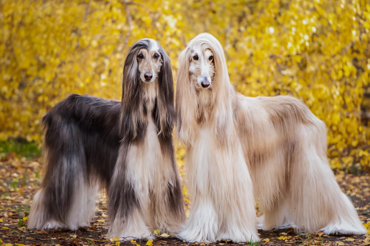 Cute dogs hot sale big