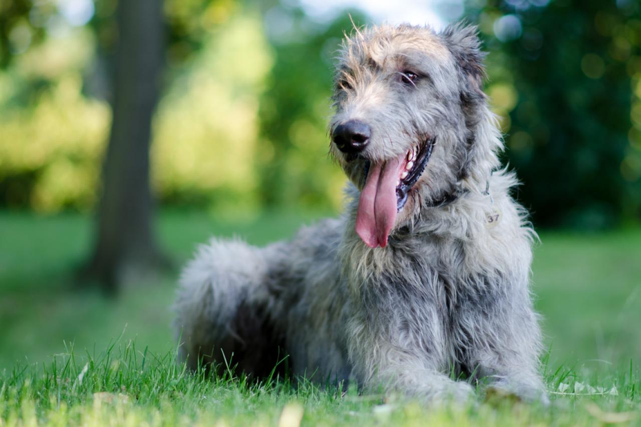 Large wiry haired dogs cheap