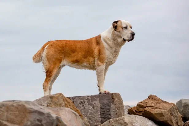 Cutest Big Dog Breeds: Adorable Giants You’ll Love