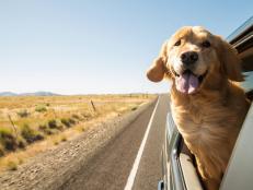 Golden Retriever Dog on a road trip