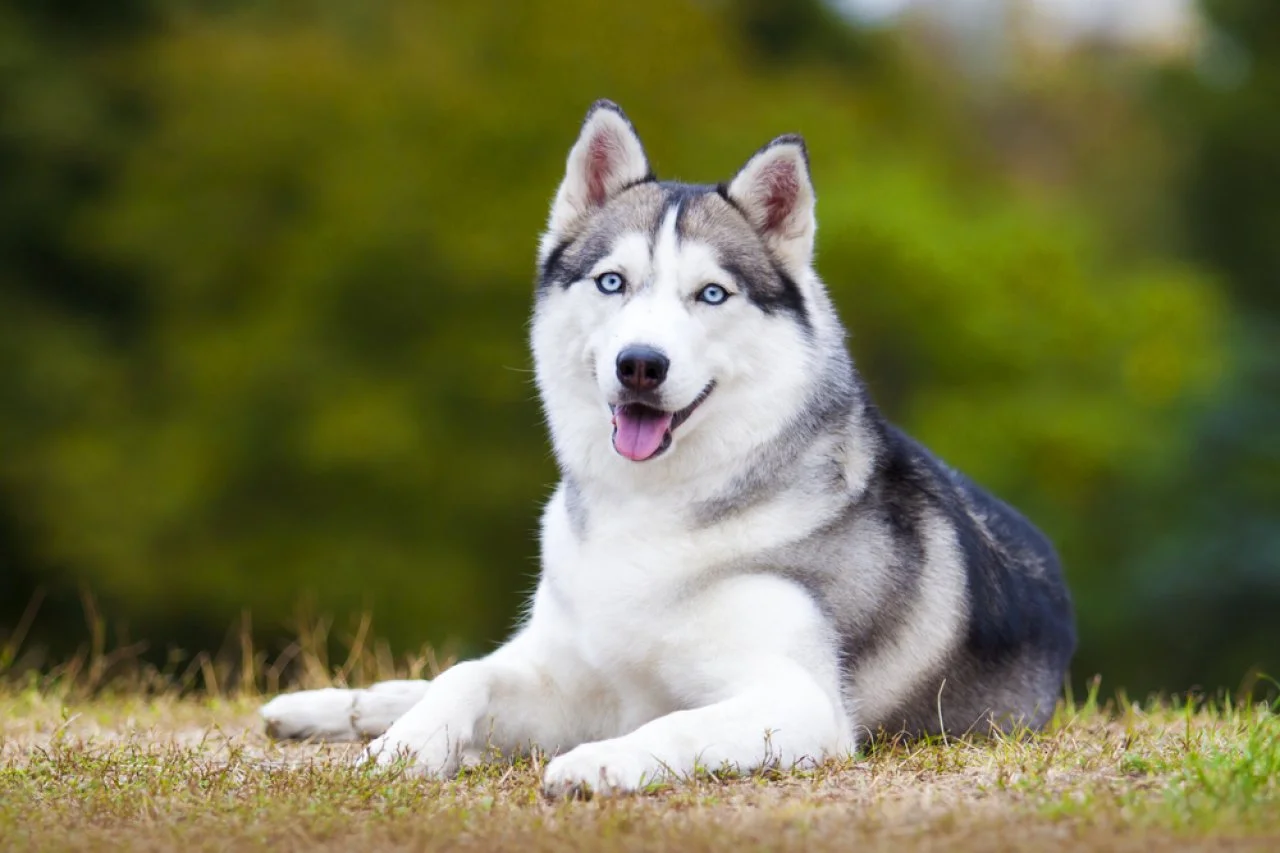 20 Healthiest Dog Breeds HGTV