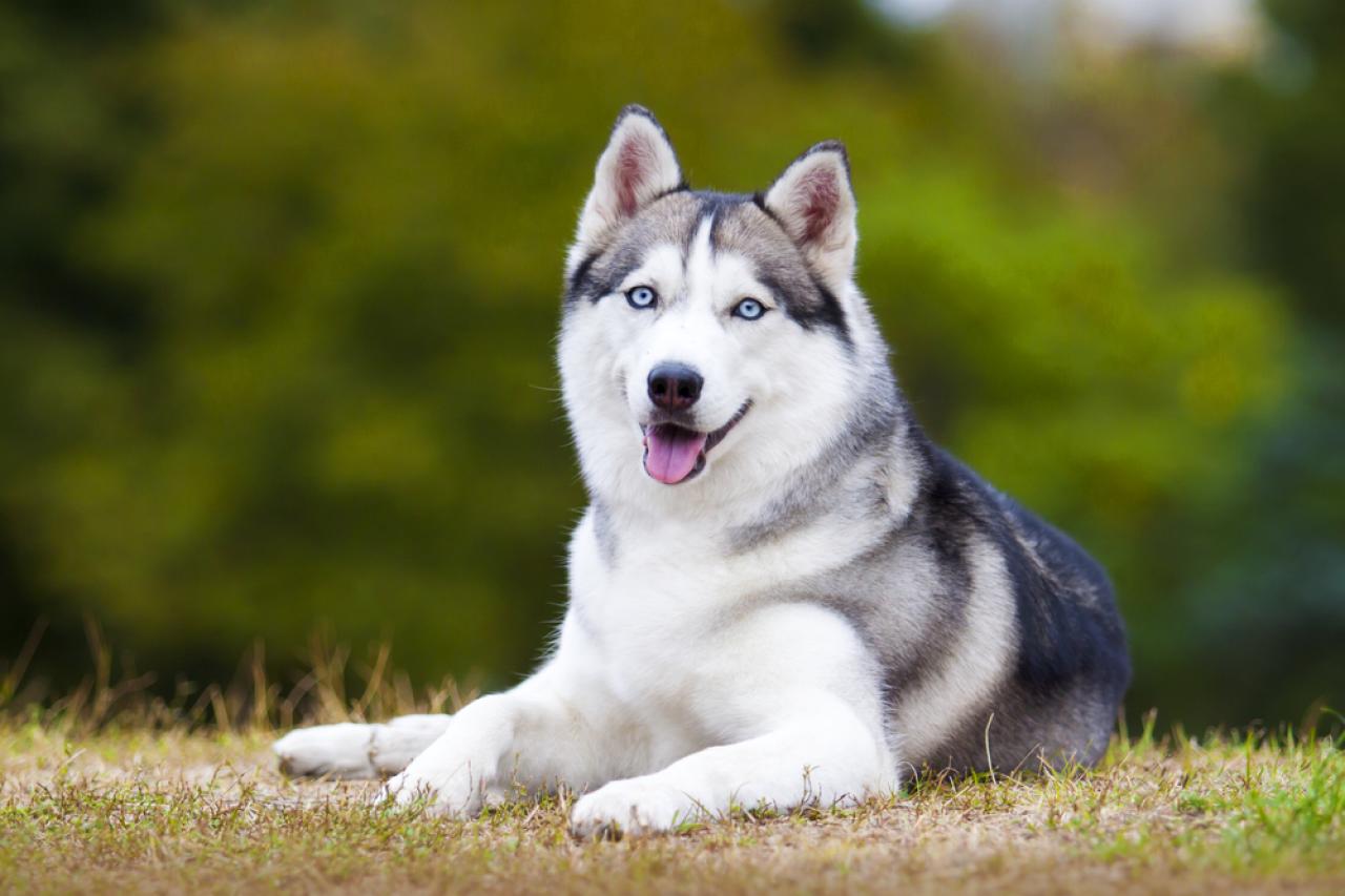 Healthiest dog to own best sale