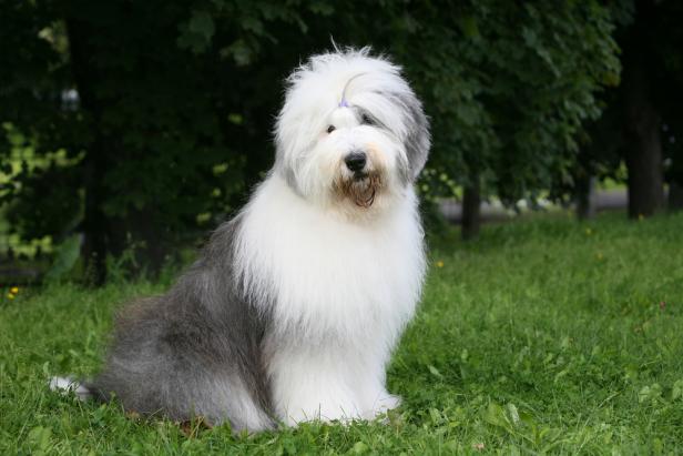 40 Big Dog Breeds We Love HGTV