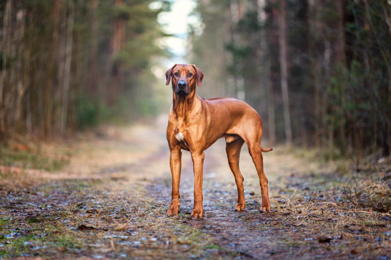 40 Big Dog Breeds We Love HGTV