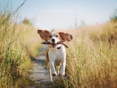Happy beagle dog with flying ears running outdoors with stick in mouth. Active dog pet enjoying summer walk