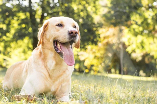 Best Dog Breeds for Inside: Top Picks for Cozy Living