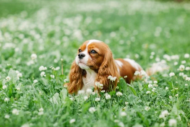 Low Maintenance Dog Breeds: Effortlessly Perfect Pets