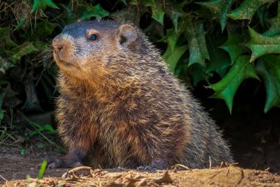 Humane Ways to Get Rid of Chipmunks From Your Garden