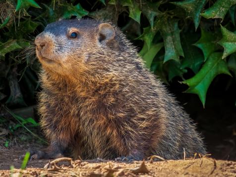 Humane Ways to Get Rid of Groundhogs and Keep Them Away