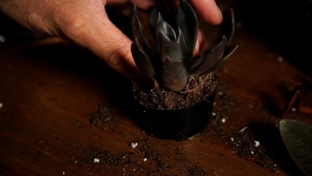 Remove succulents from pots. Use a craft knife to carefully cut the plastic pots in half, around the middle, then add the plant back inside.