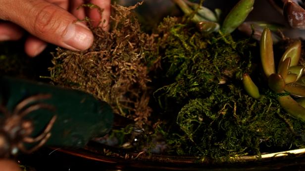 Then use real or artificial moss to create mounds around the pots to disguise the backing. Make sure every space is completely covered in moss.