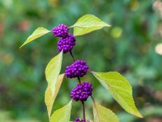 Looking for some fall color? Add beautyberry to your yard. This low-maintenance native doesn’t disappoint.