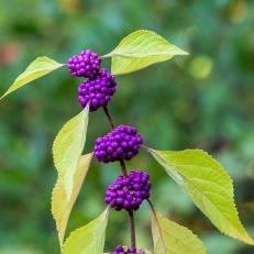 American Beautyberry 