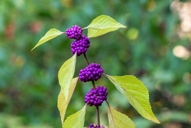 American beautyberry