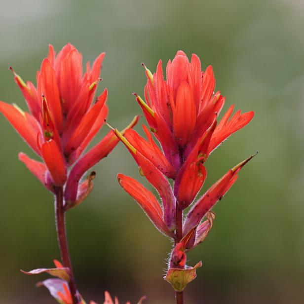 Indian Paintbrush