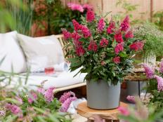 A container planting of Buddleja 'Lil Raspberry' on a table, surrounded by other flowering plants, with a garden bench with cushions in the background. 