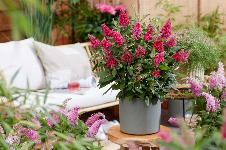 A container planting of Buddleja 'Lil Raspberry' on a table, surrounded by other flowering plants, with a garden bench with cushions in the background. 
