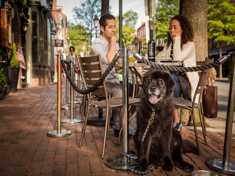 A dog at an outdoor patio in Alexandria, Virginia 