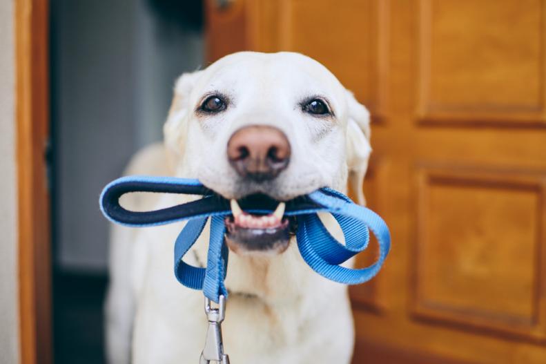 A dog with leash in mouth, ready to take a walk