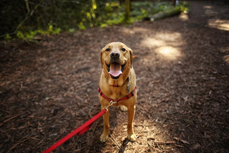 A dog taking a walk in the woods