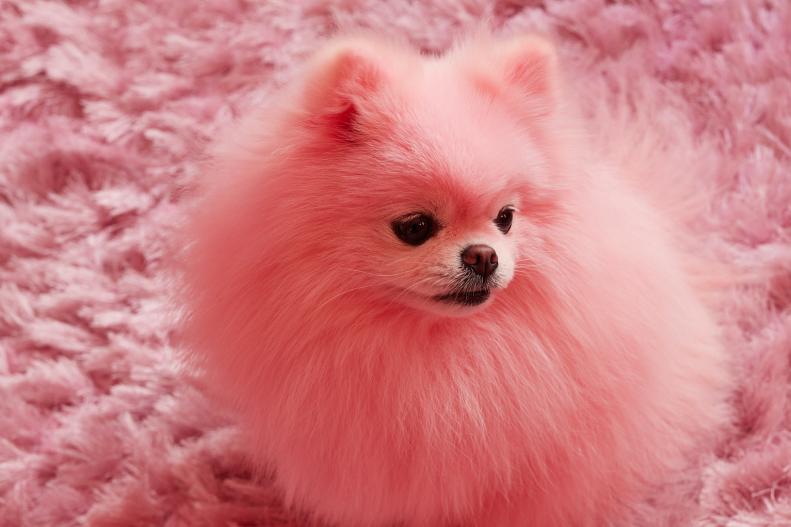 A pink Pomeranian dog sits on a pink rug.