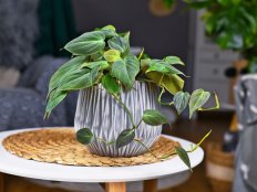 Tropical 'Philodendron Hederaceum Micans' houseplant with heart shaped leaves with velvet texture in gray flower pot on coffee table