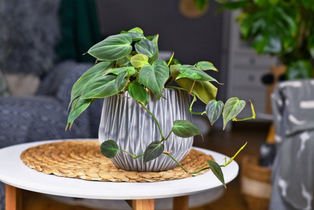 philodendron micans in a pot