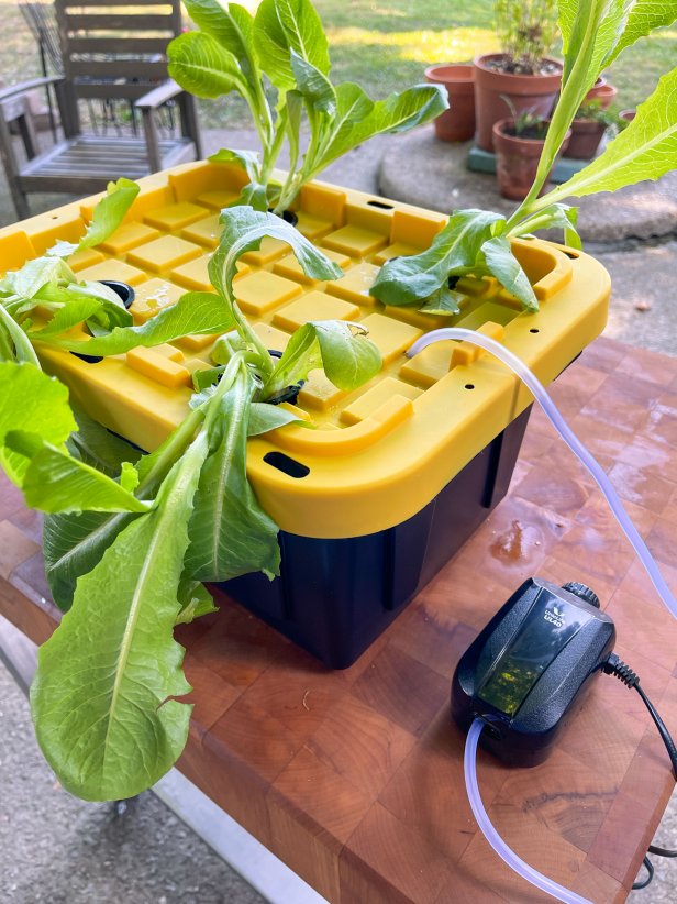 A DIY Hydroponic Garden Made From a Plastic Container
