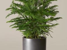 A potted Norfolk Island pine