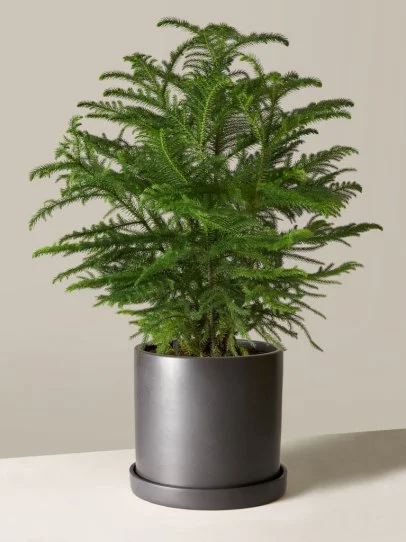 aquarium plant pots Aquascape Planter with Lead Plant Anchor
